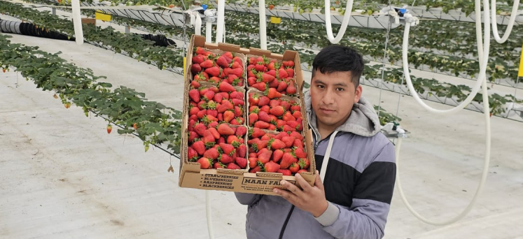 hombre sujetando caja con fresas