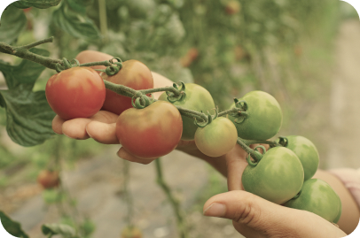 mano sujetando tomates